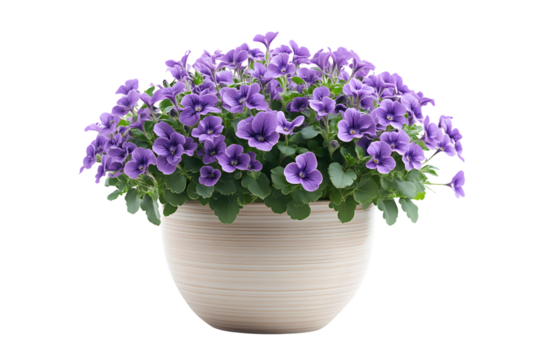 A vibrant potted plant with lush purple flowers and green foliage perfect for home decor or ga
