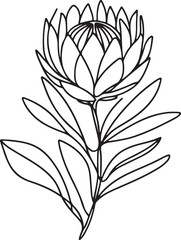 Stylized Protea flower sketch on white background