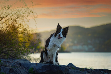 Psy rasowe z rodowodem, pies domowy, Border collie, portret pieska, ujęcie z przodu © anettastar
