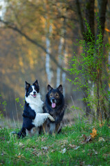Psy rasowe z rodowodem, pies domowy, owczarek niemiecki i Border collie, portret pieska, ujęcie z przodu
