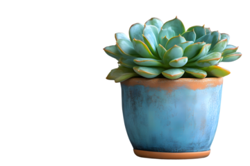 A vibrant succulent plant in a stylish pot perfect for home decor and gardening enthusiasts