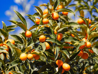 Kumquats