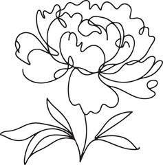 Peony flower line drawing on white background