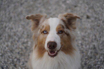 Close-up portrait of Australian Shepherd dog with blue eyes, isolated dog
