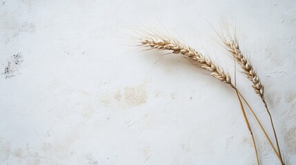 Elegant Wheat Stalks on Rustic White Background Natural Beige Dried Wheat Minimalist Photography Simple Still Life Image for Design Projects and      