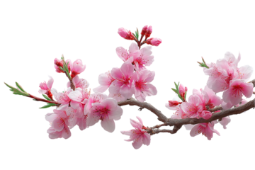 Isolated cherry blossom branch with blooming pink flowers on a white background 