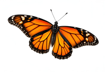 Naklejka premium Monarch Butterfly in Flight Isolated on White: Vibrant Insect for Nature and Wildlife Imagery beautiful international buterfly day fly pic.