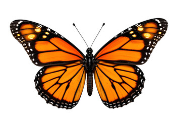 Monarch Butterfly in Flight Isolated on White: Vibrant Insect for Nature and Wildlife Imagery beautiful international buterfly day fly pic.
