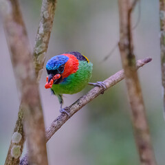 aves de brasil
