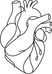 internal anatomy human heart sketch in line drawing style