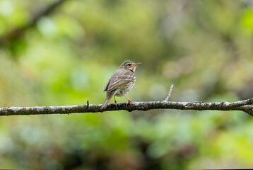 枝にとまるビンズイ