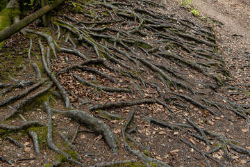 Tree roots are visible on the surface