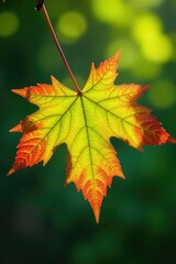 Dappled light filtering through a single maple leaf, filtered, natural