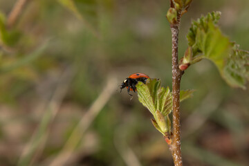 
A vibrant red ladybug rests on a fresh green leaf, its black spots clearly visible against the smooth surface