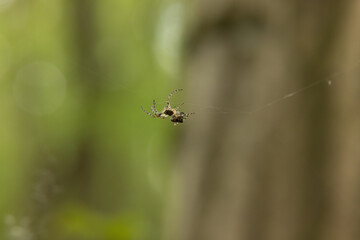 A spider sits motionless on its delicate web stretched between branches in a quiet forest