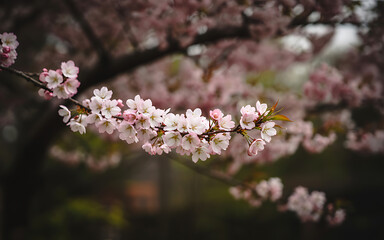 Obraz premium cherry blossom in spring