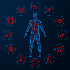 Human circulatory system and internal organs. Polygonal design. Blue background.