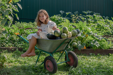 girl child collects vegetables in a garden bed on a farm, zucchini in a garden in a country house, autumn harvest. High quality photo