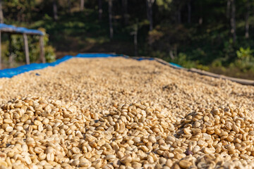 The process of making coffee beans dry by using sunlight. Coffee bean drying in a yard. Sun dried...