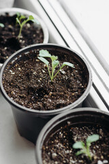 green seedlings in row in black pots on windowsill, preparation for gardening concept, selective focus