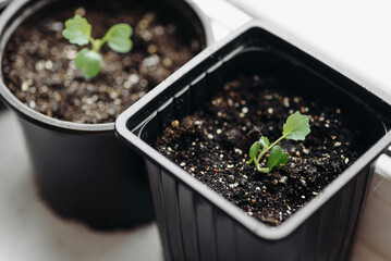 green seedlings in row in black pots on windowsill, preparation for gardening concept, selective focus