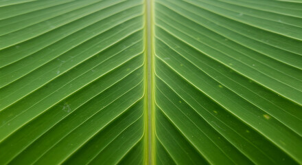 Detailed Close Up Of A Bright Green Vibrant Banana Leaf