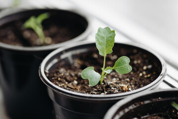 green seedlings in row in black pots on windowsill, preparation for gardening concept, selective focus
