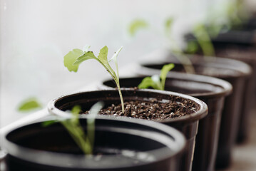 green seedlings in row in black pots on windowsill, preparation for gardening concept, selective focus
