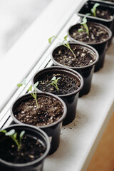 green seedlings in row in black pots on windowsill, preparation for gardening concept, selective focus