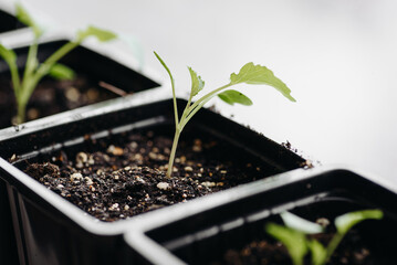 green seedlings in row in black pots on windowsill, preparation for gardening concept, selective focus