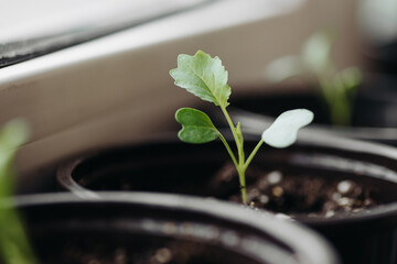 green seedlings in row in black pots on windowsill, preparation for gardening concept, selective focus