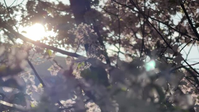 Spring Sakura and Sunrise Video. Dawn sun rays break through the blossoming branches of cherry trees