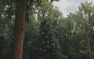 Fototapeta premium Lush Green Forest Canopy Trees Nature Scene