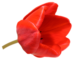 Red blooming tulip on isolated background