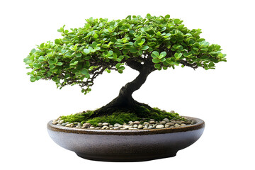 Green Bonsai Tree in Pot Nature Zen Garden Asian Plant Miniature Tree Decorative Plant Ho
