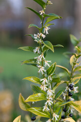 Close up of flowers on a sweet box (sarcococca confusa) shrub