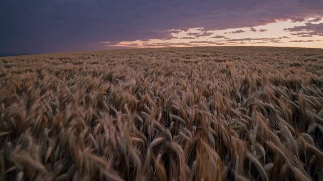 Golden wheat fields swaying under a vibrant sunset sky with rolling clouds
