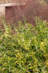 Close up of flowers on a sweet box (sarcococca confusa) shrub
