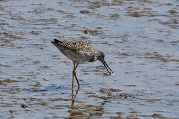 The greater yellowlegs (Tringa melanoleuca) is a large shorebird in the family Scolopacidae