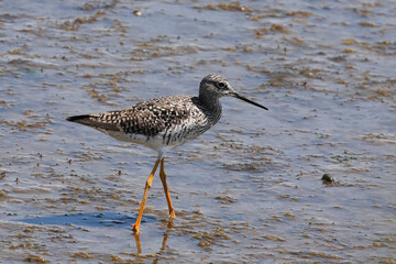 The greater yellowlegs (Tringa melanoleuca) is a large shorebird in the family Scolopacidae