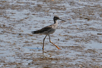 The greater yellowlegs (Tringa melanoleuca) is a large shorebird in the family Scolopacidae