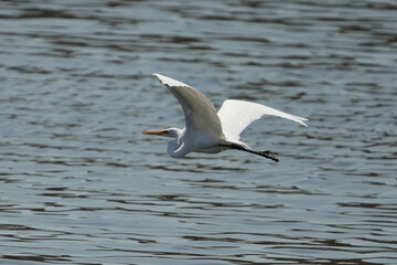 The great egret (Ardea alba) is a large, widely distributed egret.