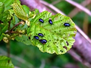 Alder leaf beetles on an alder leaf