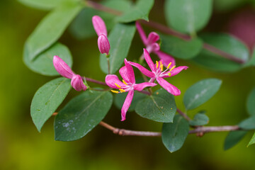 Close-up of red Tartarian Honeysuckle (Lonicera tatarica) flowers blooming in spring