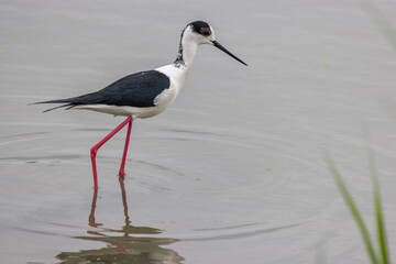 Himantopus himantopus, il Cavaliere d'Italia nel suo habitat naturale.