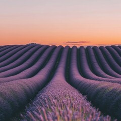 Fototapeta premium Lavender fields at sunrise, rolling hills