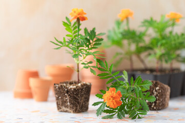 Marigold Bedding Plants on Terrazzo Tile Planting Bench