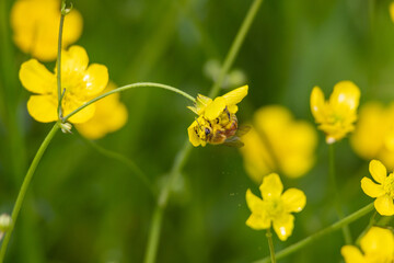 Apis Cerana, ape su fiore ricoperta di polline.