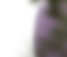 Ethereal Blurred Lavender: Transparent PNG Floral Overlay