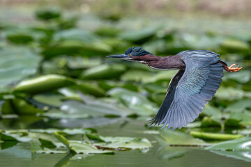 Green heron flying over lily pads in a lake.